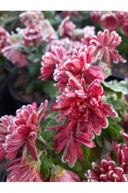 Хризантема Мультіфлора